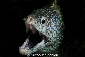 The Deep! by Suzan Meldonian 